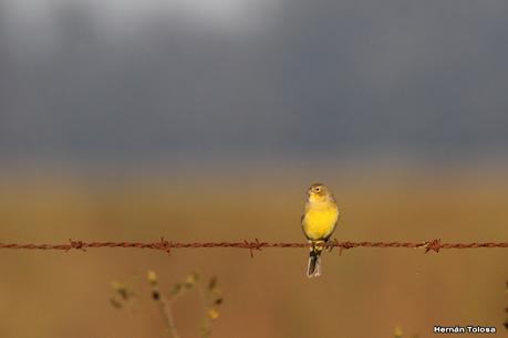 Por campos de Las Flores y Pila