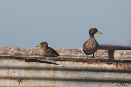 Por campos de Las Flores y Pila