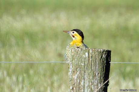 Por campos de Las Flores y Pila