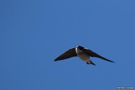 Por campos de Las Flores y Pila