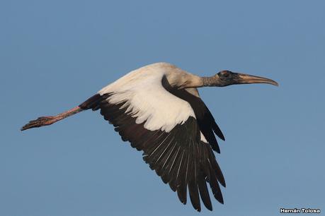 Por campos de Las Flores y Pila