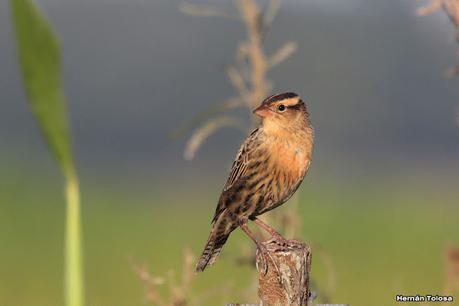 Por campos de Las Flores y Pila