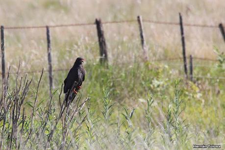 Por campos de Las Flores y Pila