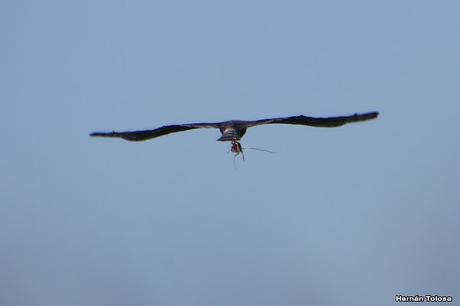 Por campos de Las Flores y Pila