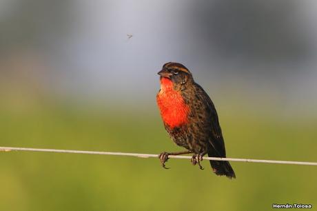 Por campos de Las Flores y Pila