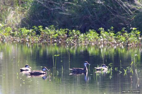 Por campos de Las Flores y Pila