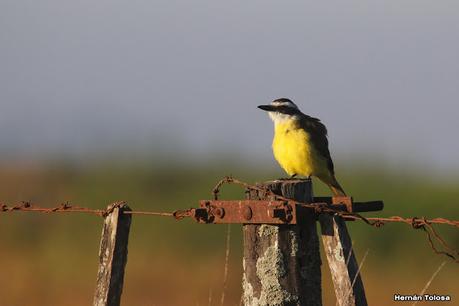 Por campos de Las Flores y Pila
