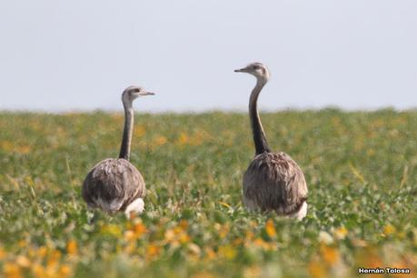 Por campos de Las Flores y Pila