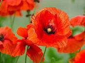 Colección beach, bolso amapola