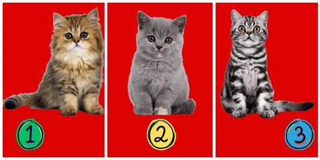 Test de personalidad: elige uno de tres gatitos y descubre si tienes un carácter indulgente