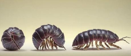 Oniscidae
