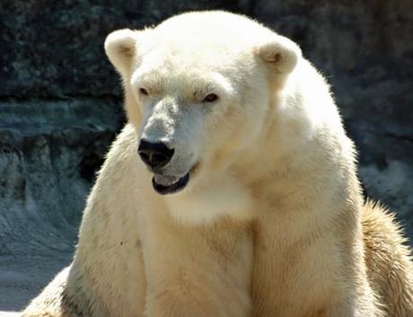 17 atracciones turísticas mejor valoradas en Buffalo, NY