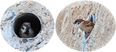 Los gorriones molineros de los agujeros del muro