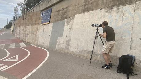 Los gorriones molineros de los agujeros del muro