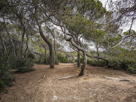 El Bosc de la Marquesa