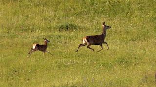 CENSOS DE AVES DE ALTA MONTAÑA