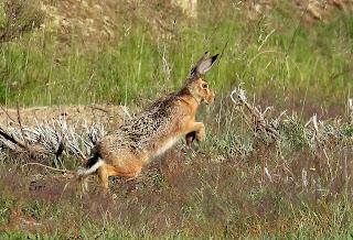 CENSOS DE AVES DE ALTA MONTAÑA