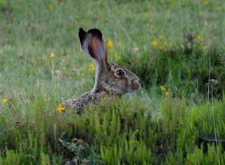 CENSOS DE AVES DE ALTA MONTAÑA