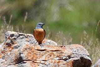 CENSOS DE AVES DE ALTA MONTAÑA