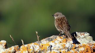 CENSOS DE AVES DE ALTA MONTAÑA