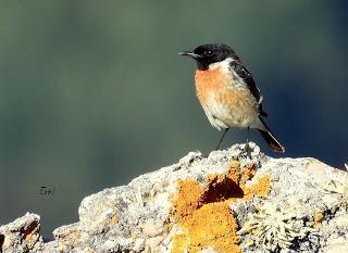 CENSOS DE AVES DE ALTA MONTAÑA