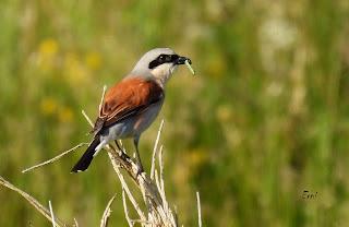 CENSOS DE AVES DE ALTA MONTAÑA