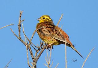 CENSOS DE AVES DE ALTA MONTAÑA