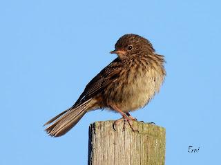 CENSOS DE AVES DE ALTA MONTAÑA
