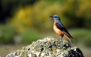 CENSOS DE AVES DE ALTA MONTAÑA