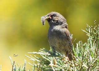 CENSOS DE AVES DE ALTA MONTAÑA