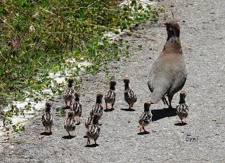 CENSOS DE AVES DE ALTA MONTAÑA