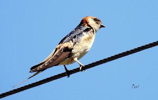 CENSOS DE AVES DE ALTA MONTAÑA