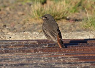 CENSOS DE AVES DE ALTA MONTAÑA