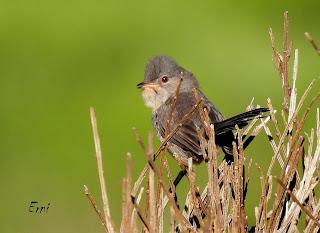 CENSOS DE AVES DE ALTA MONTAÑA