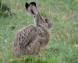 CENSOS DE AVES DE ALTA MONTAÑA