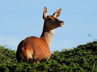CENSOS DE AVES DE ALTA MONTAÑA