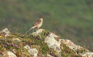 CENSOS DE AVES DE ALTA MONTAÑA