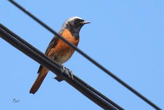 CENSOS DE AVES DE ALTA MONTAÑA