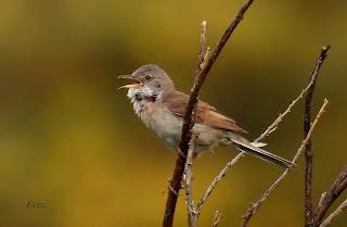 CENSOS DE AVES DE ALTA MONTAÑA
