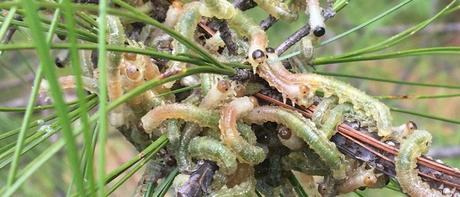 cambio climático incendios