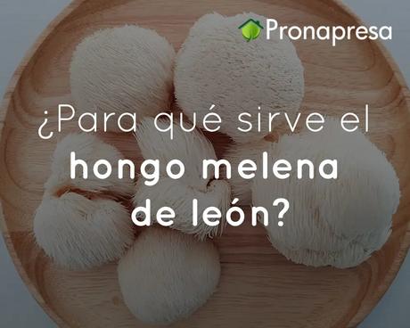 ¿Para qué sirve el hongo melena de león?