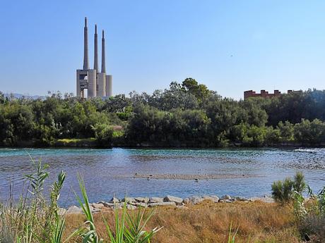 Cigüeñuelas en el Río Besòs Después del Vertido Químico