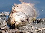 Cigüeñuelas Besòs Después Vertido Químico