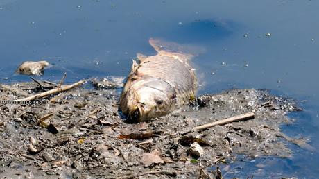 Cigüeñuelas en el Río Besòs Después del Vertido Químico