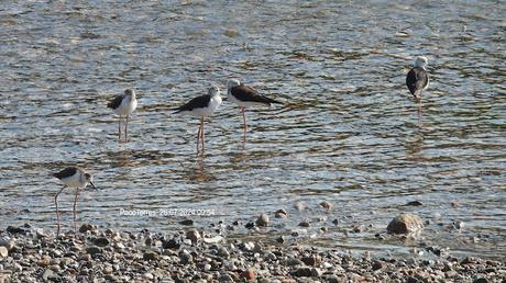 Cigüeñuelas en el Río Besòs Después del Vertido Químico