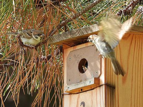 Cajas Nido para las Aves de la Ciudad