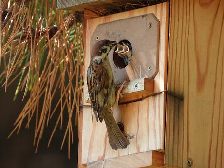 Cajas Nido para las Aves de la Ciudad