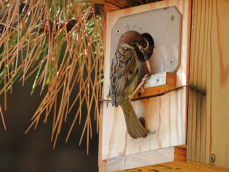 Cajas Nido para las Aves de la Ciudad