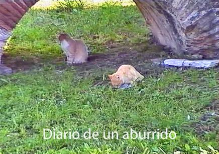 Historia de un cavatappi romano Historia de un cavatappi romano