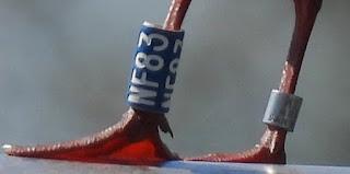 Crónica del Viaje de una Gaviota Anillada